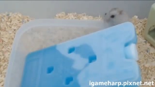 布丁鼠 天氣熱遇見冷卻劑_2 布丁鼠 天氣熱遇見冷卻劑_2