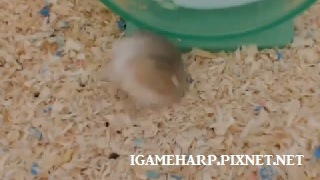 老公公鼠 抓癢抓到跌倒_pixnet 老公公鼠 抓癢抓到跌倒_pixnet