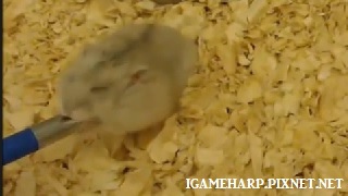 布丁鼠 睡到一半醒來 自備食物_2