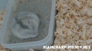 布丁鼠 定點尿尿 #4_2