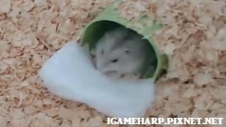布丁鼠 冬天衛生紙保暖