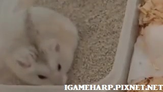 布丁鼠 定點尿尿 #6_pixnet 布丁鼠 定點尿尿 #6_pixnet