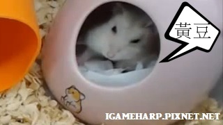 布丁鼠 挑戰黃豆_3