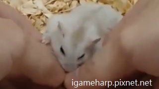 布丁鼠 剝葵瓜子搶著吃_2