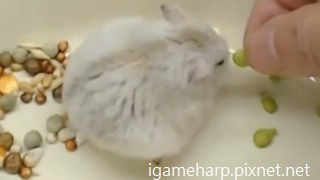 布丁鼠 挑戰甜菜豆_2