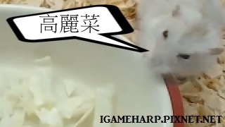 布丁鼠 挑戰高麗菜_3