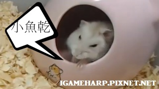 布丁鼠 挑戰小魚乾_2