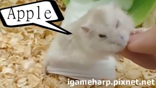 布丁鼠 挑戰蘋果_2