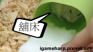 布丁鼠 春天自助舖床 #3_2