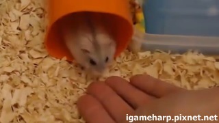 布丁鼠 沒抓好 摔一跤_2 布丁鼠 沒抓好 摔一跤_2