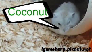 布丁鼠 遇見椰子小屋_2 布丁鼠 遇見椰子小屋_2