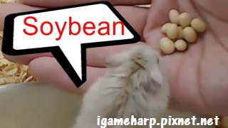 布丁鼠 吃黃豆 Hamster Soya Bean_2