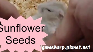 布丁鼠 搶瓜子摔一跤 Hamster Sunflower seeds_2