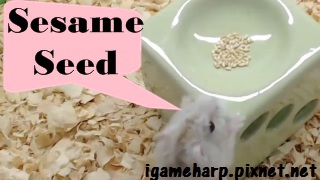 布丁鼠 挑戰白芝麻 Hamster Sesame Seed_2