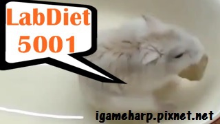 布丁鼠 5001神偷 Hamster LabDiet 5001_2