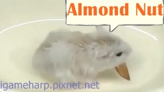 布丁鼠 杏仁果神偷 Hamster Almond Nut_2