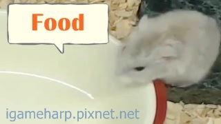 布丁鼠 挑戰沒東西 Hamster Nothing_2