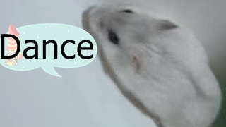 Hamster Jump Dance 倉鼠 跳跳舞_2.jpg