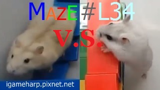 Hamster Maze L34 倉鼠 迷宮_4.jpg