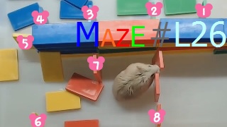Hamster Maze L26 倉鼠 迷宮_2.jpg