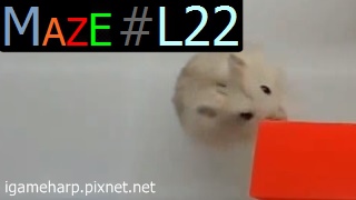 Hamster Maze L22 倉鼠 迷宮_2.jpg