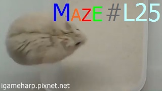 Hamster Maze L25 倉鼠 迷宮_2.jpg