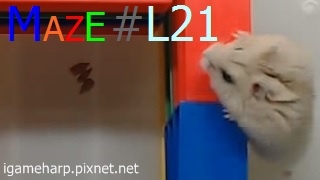 Hamster Maze L21 倉鼠 迷宮_2.jpg