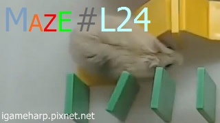 Hamster Maze L24 倉鼠 迷宮_2.jpg