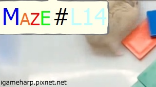 Hamster Maze L14 倉鼠 迷宮_2.jpg