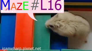 Hamster Maze L16 倉鼠 迷宮_2.jpg