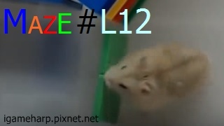 Hamster Maze L12 倉鼠 迷宮_2.jpg