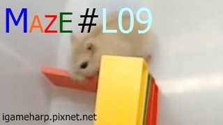 Hamster Maze L09 倉鼠 迷宮_9.jpg