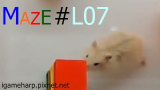 Hamster Maze L07 倉鼠 迷宮_2.jpg