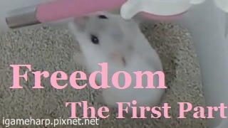 Hamster Freedom 倉鼠 不見了_6.jpg