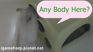 Hamster Burrowing 倉鼠 鑽出來再鑽進去_2.jpg