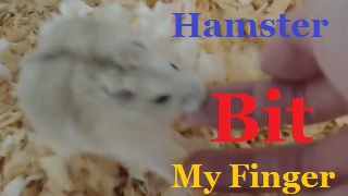 Hamster Bit My Finger 布丁鼠 咬我_2.jpg
