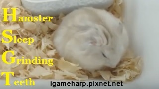 Hamster Sleep Molars 布丁鼠 睡覺 磨牙2次_3.jpg