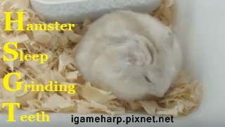 Hamster Sleep Molars 布丁鼠 睡覺 磨牙2次_3.jpg Hamster Sleep Molars 布丁鼠 睡覺 磨牙2次_3.jpg
