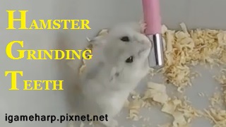 Hamster Grinding Teeth 倉鼠 水瓶磨牙_3.jpg