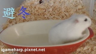 Hamster Through The Winter 倉鼠 避冬小屋 裝好裝滿_3.jpg