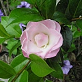 [茶花]飄柔20090407-2.jpg