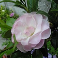 [茶花]飄柔20090409-1.jpg