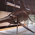 800px-Temnodontosaurus_trigonodon_mounted_skeleton