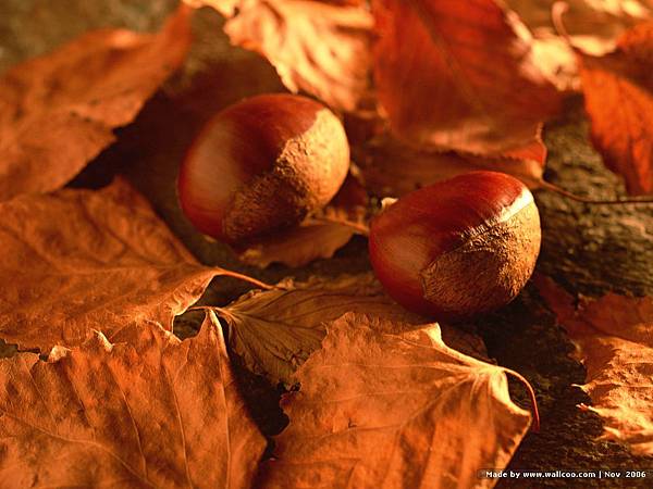 [wall001_com]_autumn_fruit_wEA57101