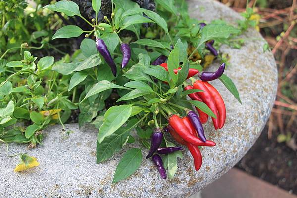 IMG_7336_調整大小