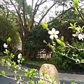 0305北里里藥師佛禪寺一日遊照片_170307_0023.jpg