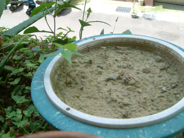 香草植物的窩