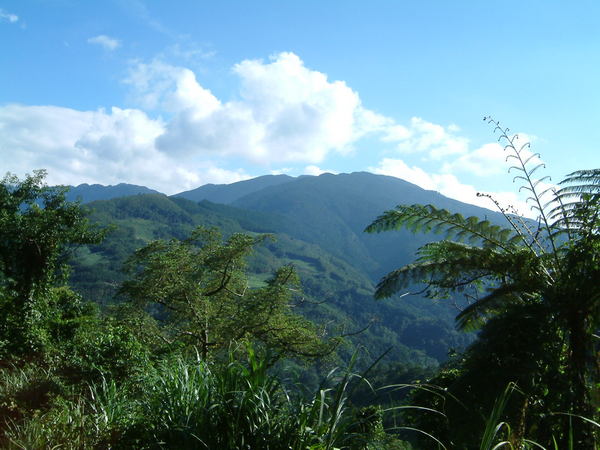 山景