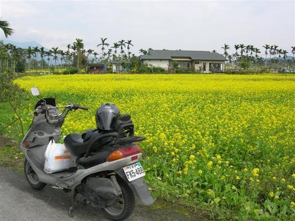 油菜花海