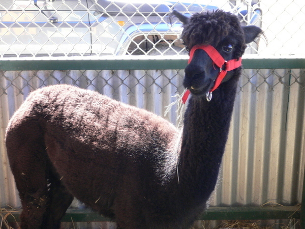 大家好，我叫llama